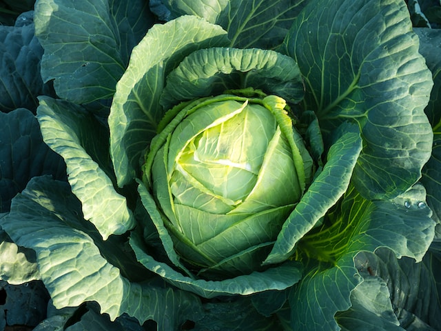 Plant de choux